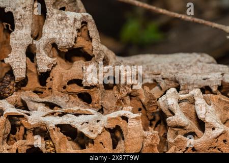 Zimmermann Ant Galeries Stockfoto