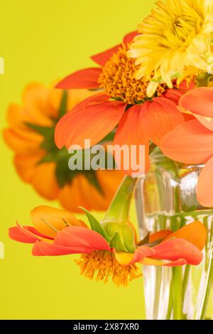 Ein Blumenstrauß mexikanischer Sonnenblumen und Calendula vor grünem Hintergrund. Stockfoto