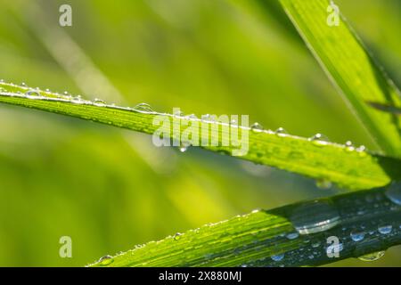 Frisches grünes Gras mit Tau-Tropfen aus nächster Nähe. Naturhintergrund Stockfoto