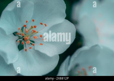 Weiße Apfelblüten in der Frühjahrsnahmebildfotografie Stockfoto