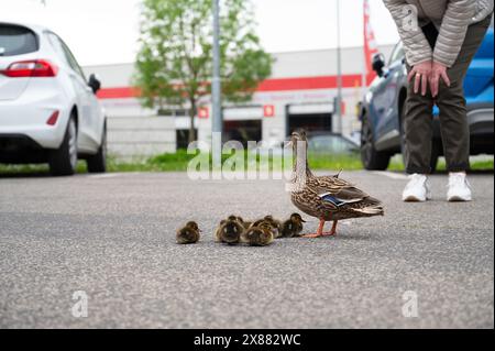 Entenfamilie, die mit Autos auf einer Stadtstraße spaziert, Menschen, die Vögel aus dem Verkehr retten wollen, Mutter mit Enten, urbane Tierwelt Stockfoto