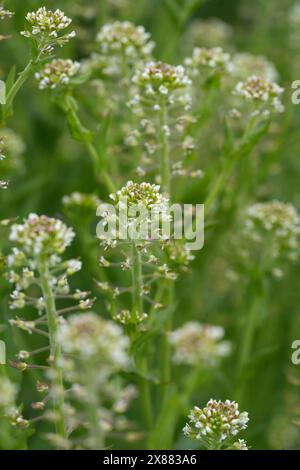 Natürliche Nahaufnahme einer Ansammlung von ungeöffneten Blütenknospen von Feldpfeffer- oder Pfeffergras, Lepidium campestre Stockfoto