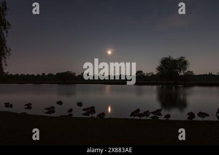 Nächtlicher Blick auf Vögel, die neben Heron Pond schlafen, aufgenommen im Bushy Park, Surrey, Großbritannien. Stockfoto