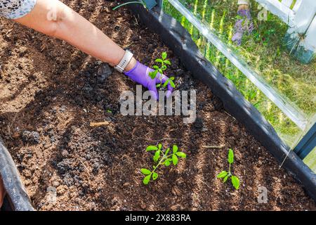 Blick auf die Hände einer Frau, die ihren Garten pflegen, indem sie junge Tomatensämlinge in einem Hochbeet in einem Gewächshaus pflanzt. Schweden. Stockfoto