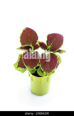 Keimende Baby Coleus Pflanze im Topf isoliert auf weiß Stockfoto