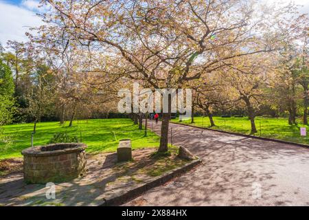 KOPENHAGEN, DÄNEMARK - 15. APRIL 2024: Eine Straße mit japanischen Kirschbäumen auf dem Bispebjerg Cemetery Stockfoto