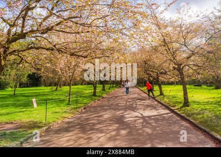 KOPENHAGEN, DÄNEMARK - 15. APRIL 2024: Eine Straße mit japanischen Kirschbäumen auf dem Bispebjerg Cemetery Stockfoto