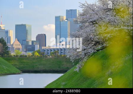 Voller Kirschblüten im Chidorigafuchi Park, Tokyo JP Stockfoto