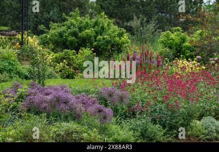 Ein blühender Sommergarten mit einer Vielzahl von Stauden, darunter Lupinen, Rotwalder, Goldene Kolumbine und Allium Pflanzen. Stockfoto