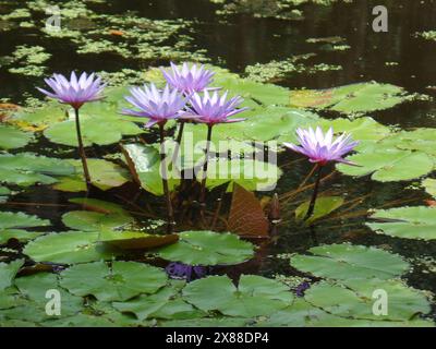 Lila Lillies im Teich Stockfoto