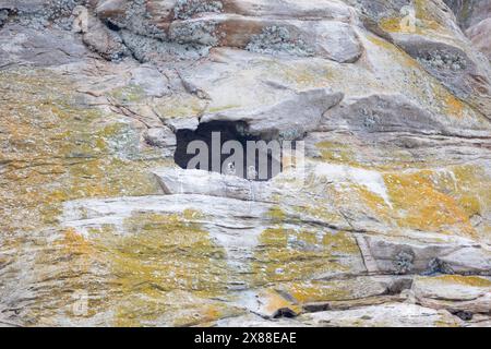 Zwei Peregrine Falken Küken im Morro Rock Nest Stockfoto