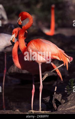 Wunderschöne Flamingos mit ihrem rosafarbenen Gefieder, gelben Augen und schwarzen Schnäbeln, im Park in der Sonne Stockfoto