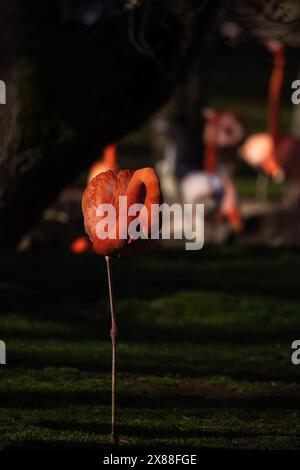 Wunderschöner Flamingo mit seinem rosafarbenen Gefieder, der auf einem seiner Beine schläft Stockfoto