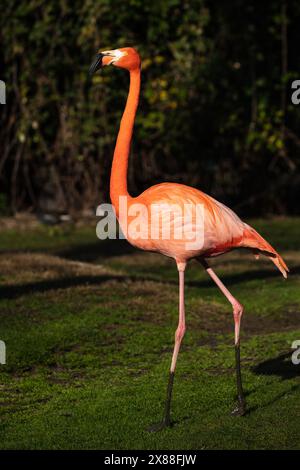 Wunderschöne Flamingos mit ihrem rosafarbenen Gefieder, gelben Augen und schwarzen Schnäbeln, im Park in der Sonne. Stockfoto