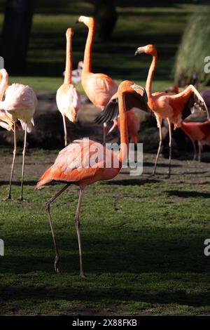 Wunderschöne Flamingos mit ihrem rosafarbenen Gefieder, gelben Augen und schwarzen Schnäbeln, im Park in der Sonne. Stockfoto