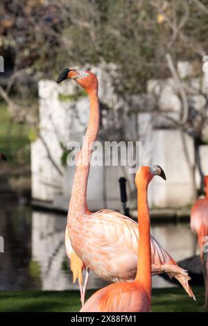 Wunderschöne Flamingos mit ihrem rosafarbenen Gefieder, gelben Augen und schwarzen Schnäbeln, im Park in der Sonne Stockfoto