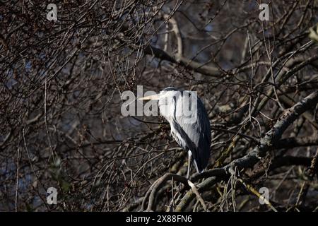 Wunderschöner Reiher am Ufer des Sees auf einem Baumzweig, der auf die Fische im See blickt Stockfoto