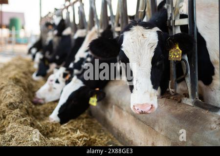 Herde von Kälbern, die Heu essen und in Kuhställen auf Milchviehbetrieben bei Sonnenuntergang im Herbst füttern Stockfoto