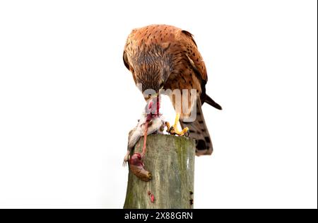 Langebaan Westküste Südafrika. 20.04.2024. Rock Kestrel isst eine Maus entlang der Westküste von Langebaan Southern African. Stockfoto