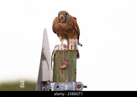 Langebaan Westküste Südafrika. 20.04.2024. Rock Kestrel isst eine Maus entlang der Westküste von Langebaan Southern African. Stockfoto