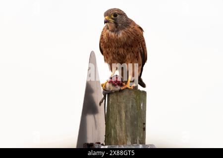 Langebaan Westküste Südafrika. 20.04.2024. Rock Kestrel isst eine Maus entlang der Westküste von Langebaan Southern African. Stockfoto