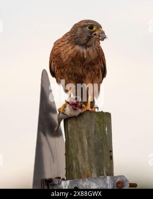 Langebaan Westküste Südafrika. 20.04.2024. Rock Kestrel isst eine Maus entlang der Westküste von Langebaan Southern African. Stockfoto