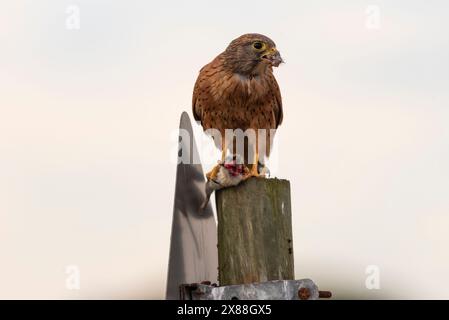 Langebaan Westküste Südafrika. 20.04.2024. Rock Kestrel isst eine Maus entlang der Westküste von Langebaan Southern African. Stockfoto