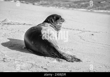 Hawaiianische Mönchsrobbe (Neomonachus schauinslandi) auf Tern Island im Hawaiian Islands National Wildlife Refuge. Stockfoto