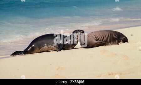 Hawaiianische Mönchsrobben (Neomonachus schauinslandi) auf Tern Island im Hawaiian Islands National Wildlife Refuge. Stockfoto