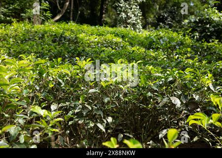 Hochgebirge-Teeplantage in Sri Lanka. Reife grüne Blätter an Büschen, bereit für die Ernte aus nächster Nähe. Diese Teesorten werden besonders geschätzt und schmecken Stockfoto