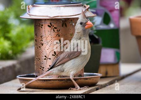 Wunderschöne Farben und Markierungen eines weiblichen nördlichen Kardinals. Stockfoto