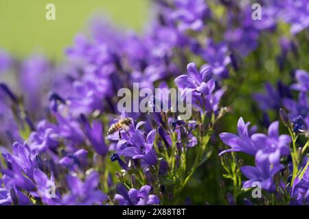 Nahaufnahme einer Biene, die Nektar sammelt, mitten in einer Blauglocke. Foto im Garten Stockfoto