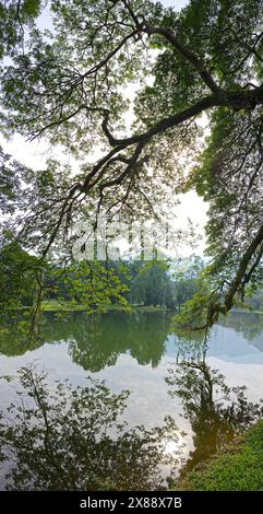 Wunderschönes Spiegelbild der Äste des Regenwaldes, die am See hängen. Stockfoto