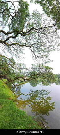 Wunderschönes Spiegelbild der Äste des Regenwaldes, die am See hängen. Stockfoto