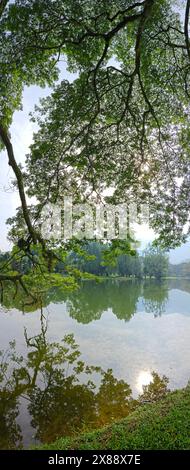 Wunderschönes Spiegelbild der Äste des Regenwaldes, die am See hängen. Stockfoto