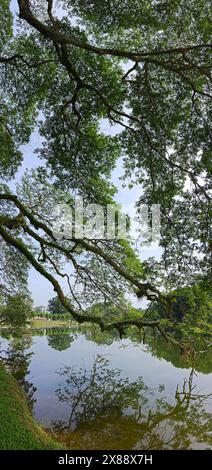 Wunderschönes Spiegelbild der Äste des Regenwaldes, die am See hängen. Stockfoto