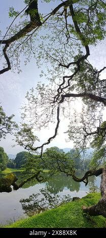 Wunderschönes Spiegelbild der Äste des Regenwaldes, die am See hängen. Stockfoto