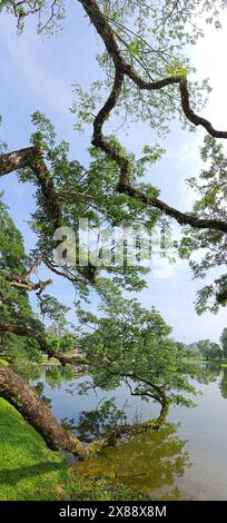 Wunderschönes Spiegelbild der Äste des Regenwaldes, die am See hängen. Stockfoto