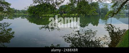 Wunderschönes Spiegelbild der Äste des Regenwaldes, die am See hängen. Stockfoto