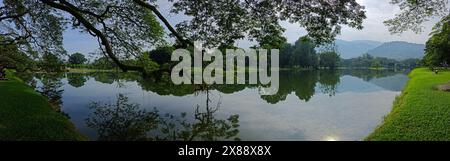 Wunderschönes Spiegelbild der Äste des Regenwaldes, die am See hängen. Stockfoto