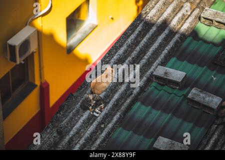 Eine urbane Oase: Zwei Katzen sonnen sich im Schatten auf einem schroffen Dach, ihre Mäntel bilden einen scharfen Kontrast zu den kräftigen gelben und roten Wänden darunter. Eine ruhige Mutter Stockfoto