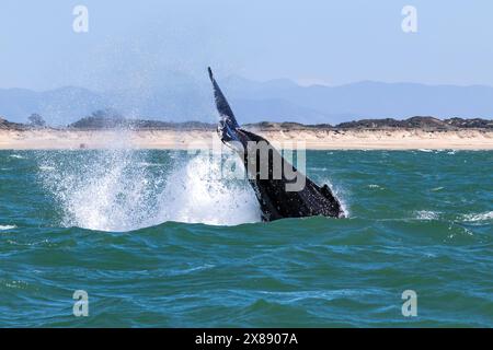 Schwanz des Buckelwals (Megaptera novaeangliae) über dem Wasser, während er zu tauchen beginnt. Wasser strömt von den Flukes ab. Vor der Küste von Monterey, Kalifornien. Stockfoto