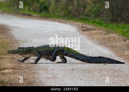 Amerikanischer Alligator (Alligator mississippiensis), der einen Fußweg in der Nähe eines Sees in Orlando, Florida, überquert. Stockfoto