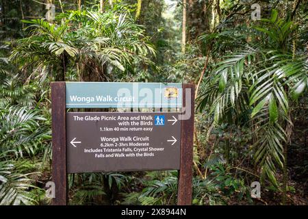 Dorrigo Nationalpark, Wonga Walk Rundkurs durch den Gondwana Regenwald zu Crystal Shower Falls, New South Wales, Australien Stockfoto