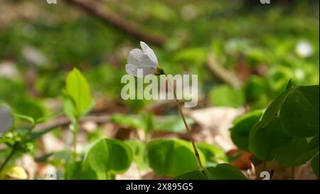 Weiße Blüten - Oxalis acetosella (der Sauerampfer oder Sauerampfer) in einem Wald von Stettiner Polen Stockfoto