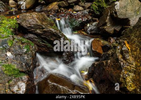 Ein Bild, das in der Mitte des Busches aufgenommen wurde. Das Foto ist von einem Bach mit kleinen Wasserfällen, aufgenommen als Langzeitbelichtung. Stockfoto