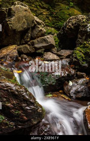 Ein Bild, das in der Mitte des Busches aufgenommen wurde. Das Foto ist von einem Bach mit kleinen Wasserfällen, aufgenommen als Langzeitbelichtung. Stockfoto