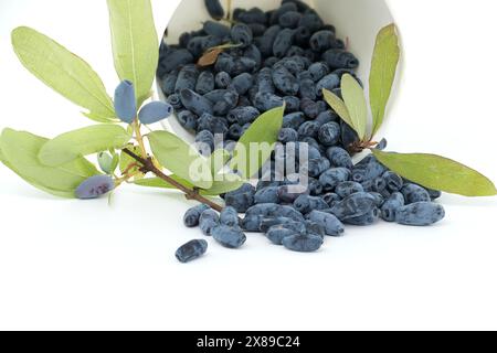 Blaue Geißblatt-Beeren und Zweig mit Blättern und Beeren isoliert auf weißem Hintergrund Stockfoto