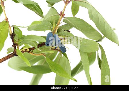 Geißblatt-Beeren und Zweig mit Blättern und Beeren isoliert auf weißem Hintergrund Stockfoto