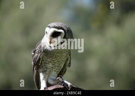 Die weniger rußige Eule hat eine dunkelrußgraue Farbe, mit großen Augen in einem grauen Gesicht, feinen weißen Flecken oben und unten und einem blassen Bauch. Stockfoto